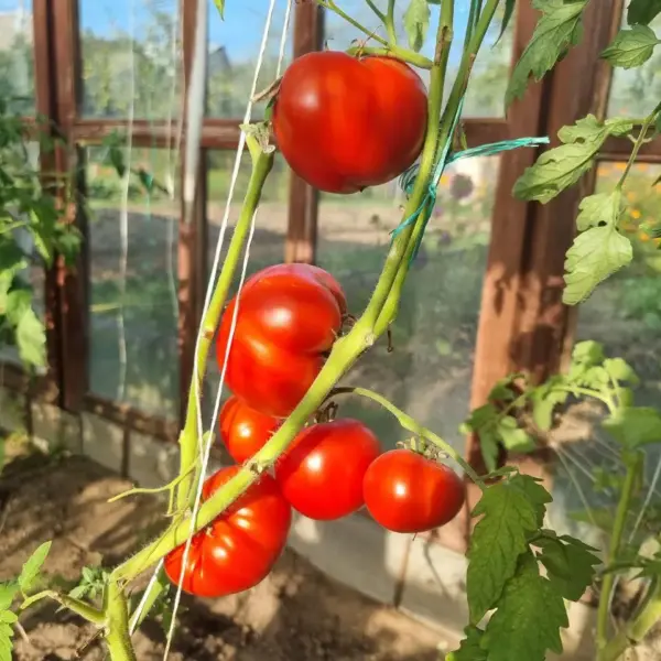 Чому помідори потрібно садити «в шкарпетки»: дивний метод, який збільшує врожайність у 2 рази