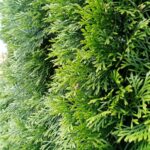 Як розмножити ту гілочкою: простий спосіб, з яким впорається навіть новачок