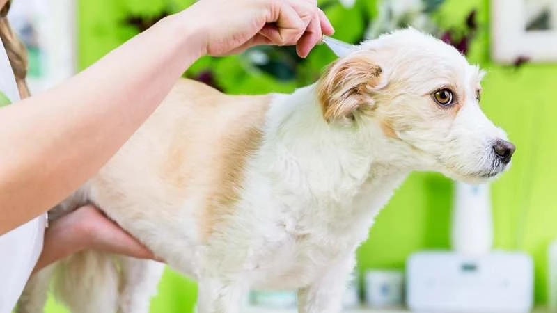 Эффективные капли от блох и&hellip;