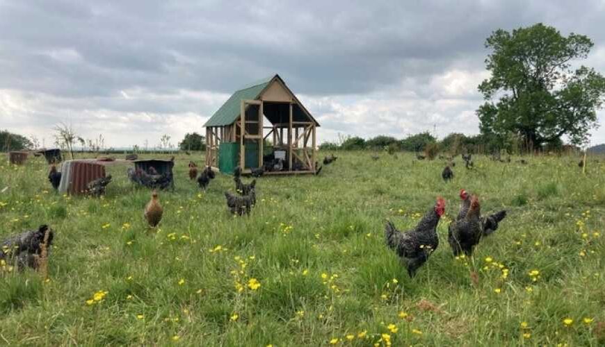 Из-за войны в Украине птицеводы…