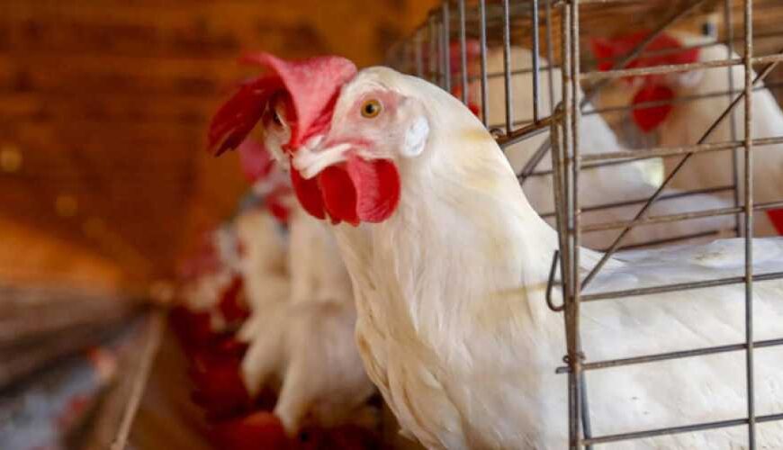 Украинские куры-несушки перейдут из клеток…