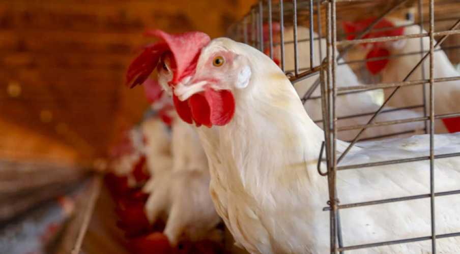 Украинские куры-несушки перейдут из клеток на свободное содержание