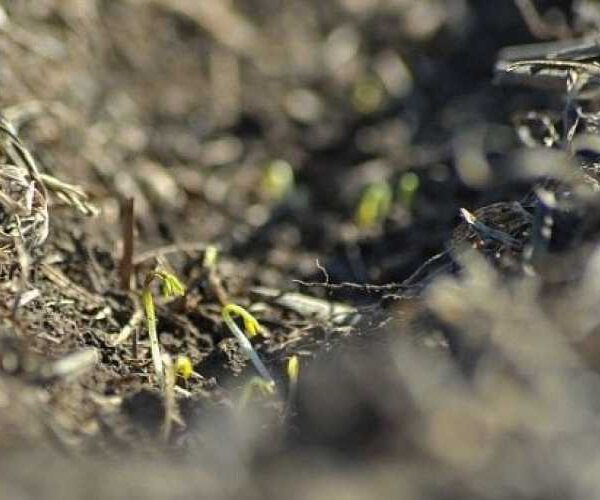 Аграрії Одещини отримали перші сходи сочевиці