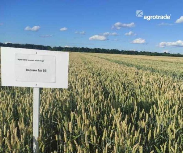 Група АГРОТРЕЙД проведе 370 агровипробувань у 2025 році