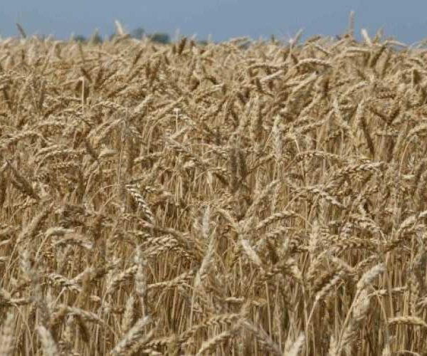 Пшениця на СВОТ продовжує дешевшати на тлі очікуваного зростання світових запасів