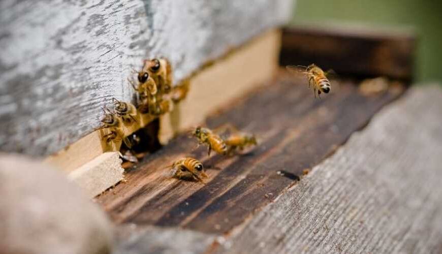 11 тыс. грн теряет пчеловод&hellip;