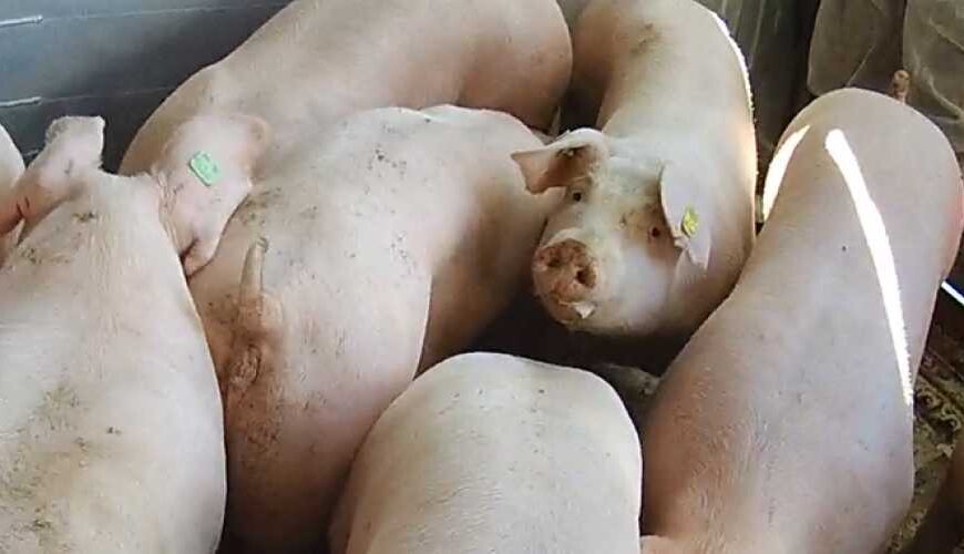 Хозяйство на Полтавщине закупило племенных…