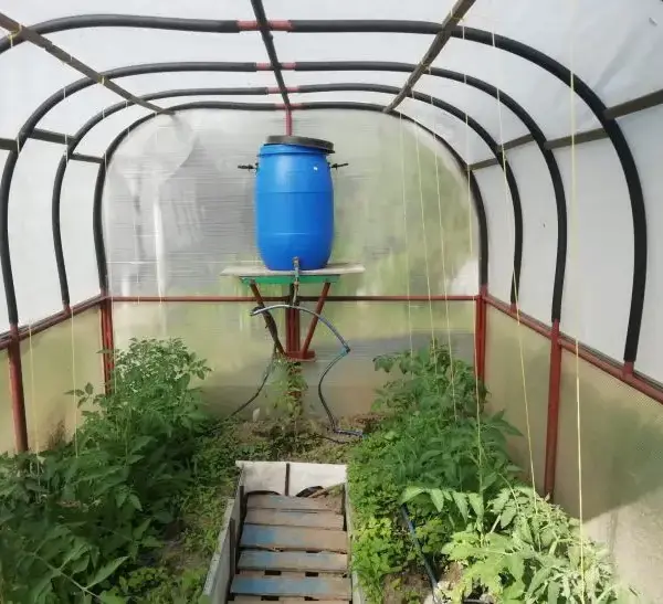 Чому в теплицю завжди ставили бочку з водою: причина не лише у поливі