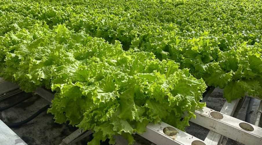 Новая нанотехнология может существенно изменить аграрные практики в мире