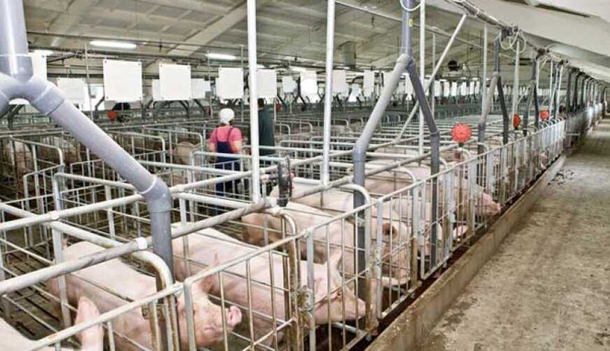 Еще 4 свинокомплекса появилось в…