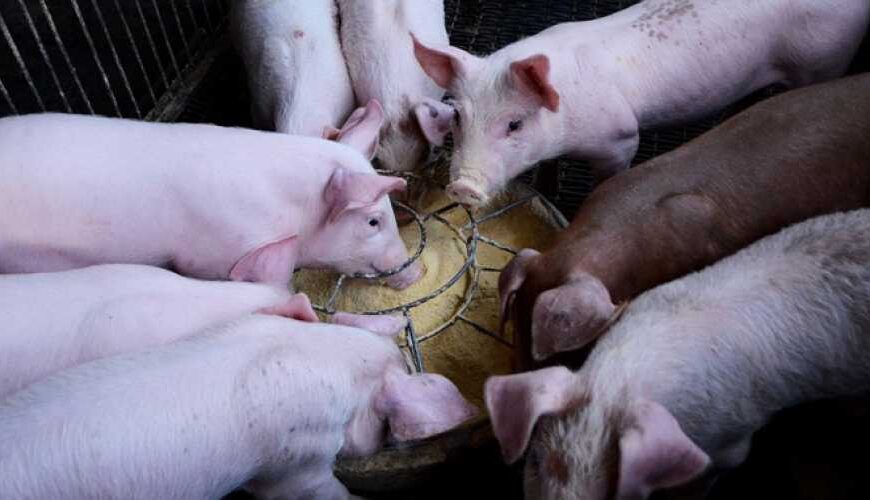 Почему в Украине дорожает свинина