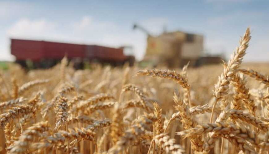 К 2100 году пшеница может…