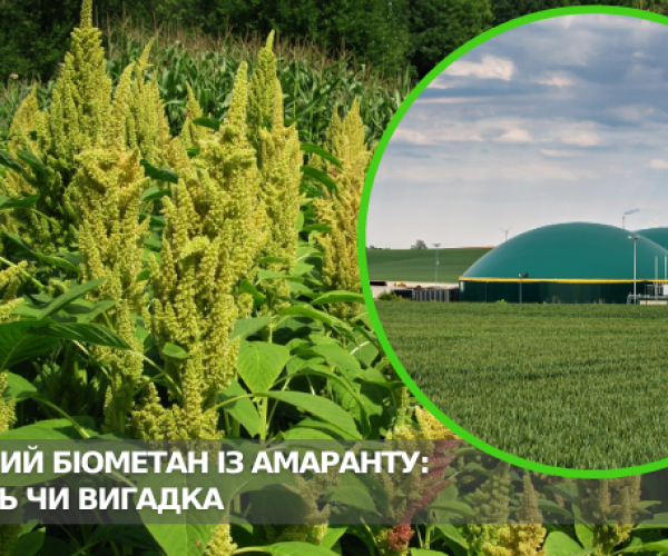 Передовой биометан из амаранта: действительность или вымысел