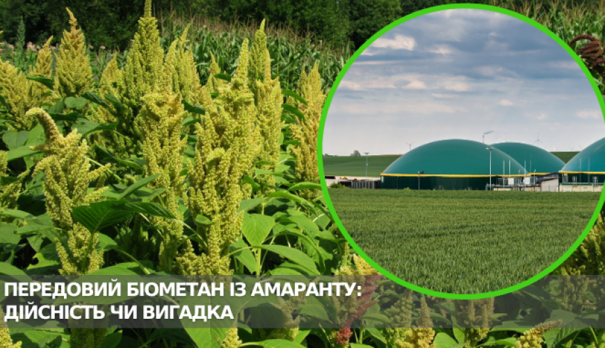 Передовой биометан из амаранта: действительность…