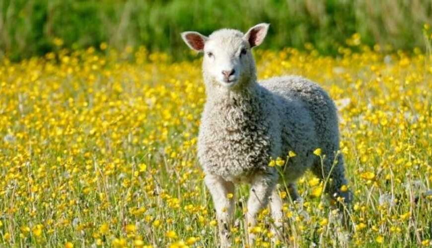 В Британии впервые в мире…