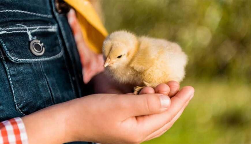 Как ТМ Кормуша ускоряет рост…