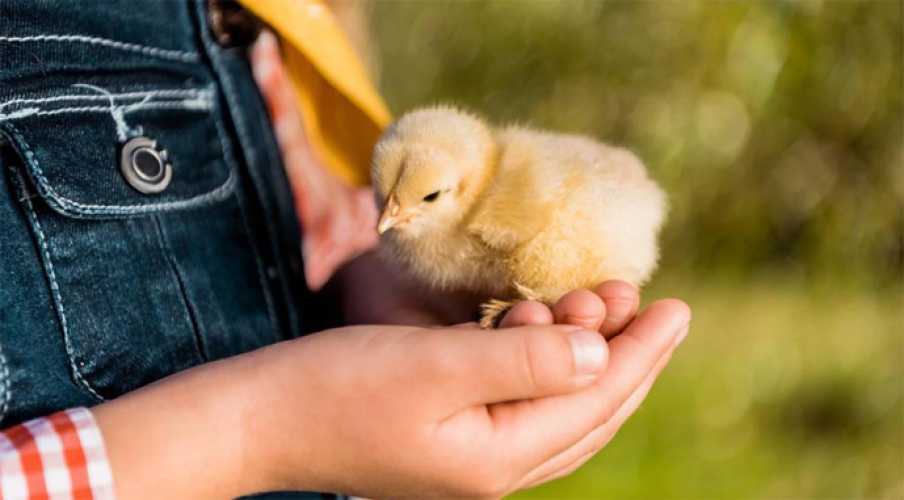 Как ТМ Кормуша ускоряет рост цыплят