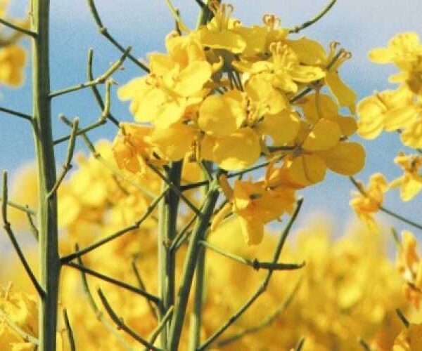 Озимий ріпак — коротко про головне — журнал Пропозиція