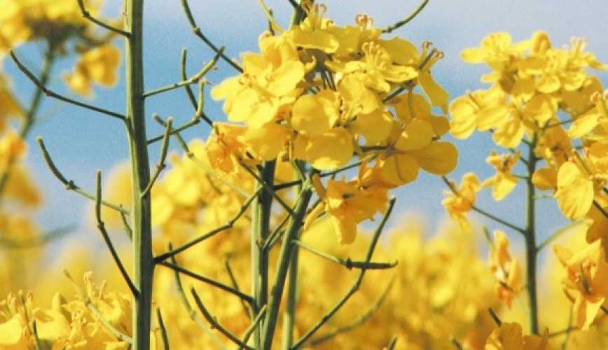 Озимий ріпак — коротко про…