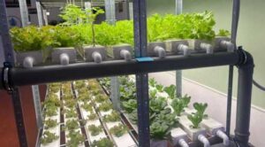 На Житомирщині відкрили перший в Україні шкільний гідропонний комплекс.