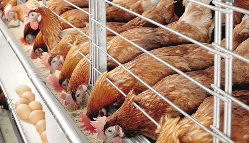 Производство яиц на птицефабриках Украины&hellip;