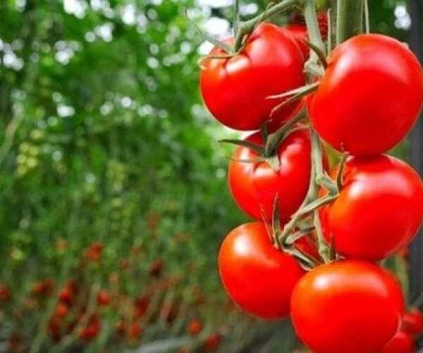 На ринку з’явилися перші українські тепличні помідори