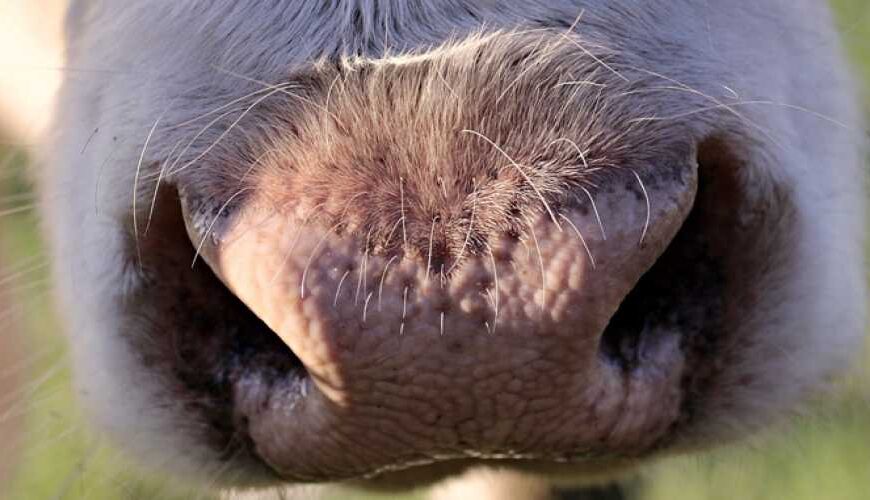 Поголовье коров в Украине за&hellip;