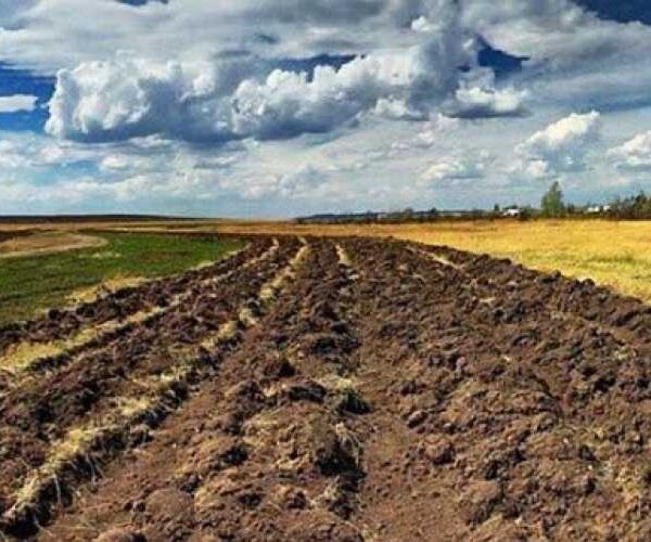 Шість місяців «Земельного банку»: більше грошей у бюджет і реальна конкуренція на торгах