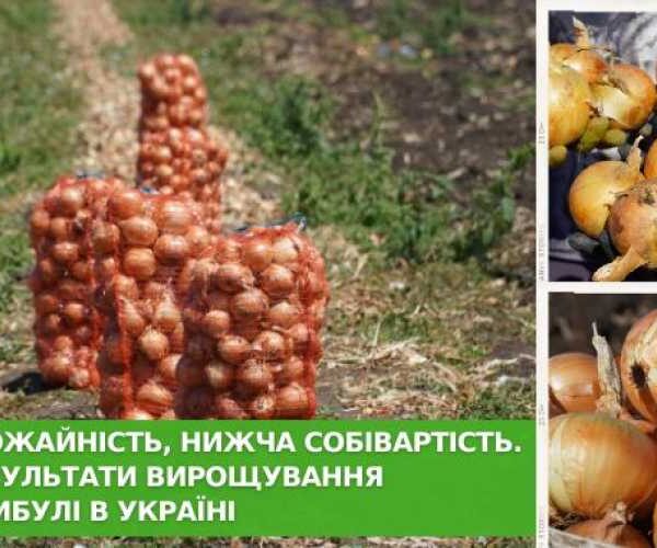 В Одесской области собрали первый урожай озимого лука корейского сорта
