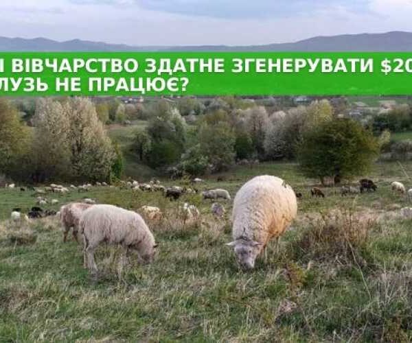В Украине овцеводство способно сгенерировать $20 млрд. Почему отрасль не работает?