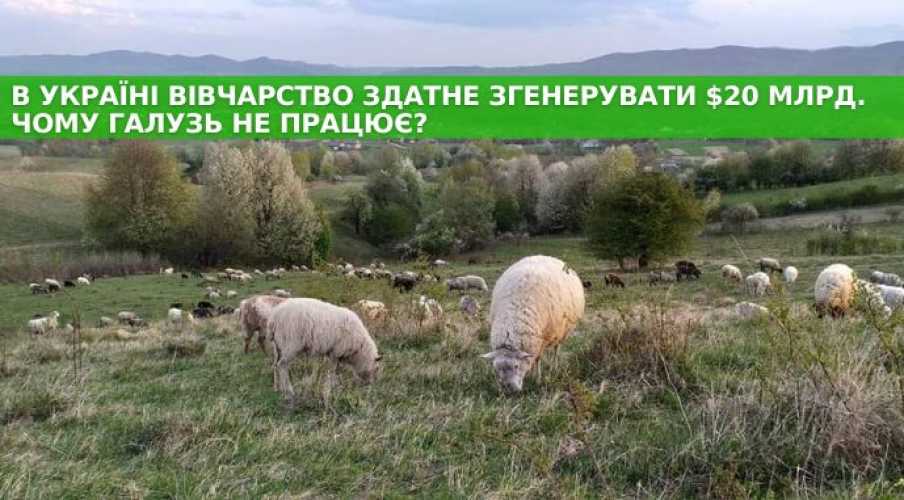 В Украине овцеводство способно сгенерировать $20 млрд. Почему отрасль не работает?