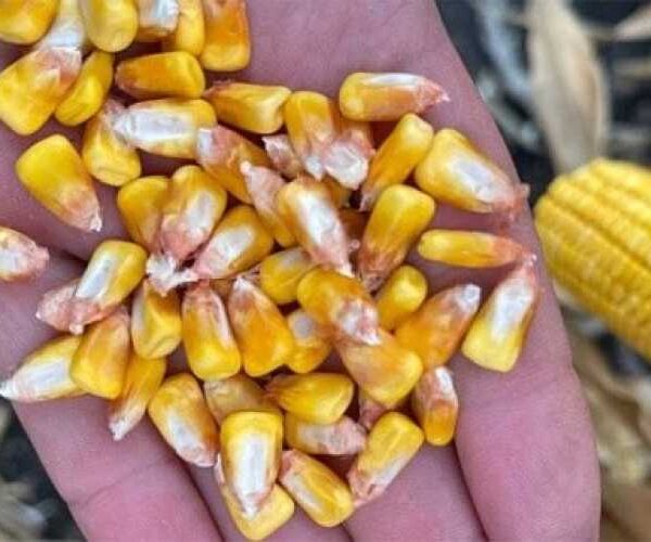 Українська кукурудза може виграти від нових тарифів США