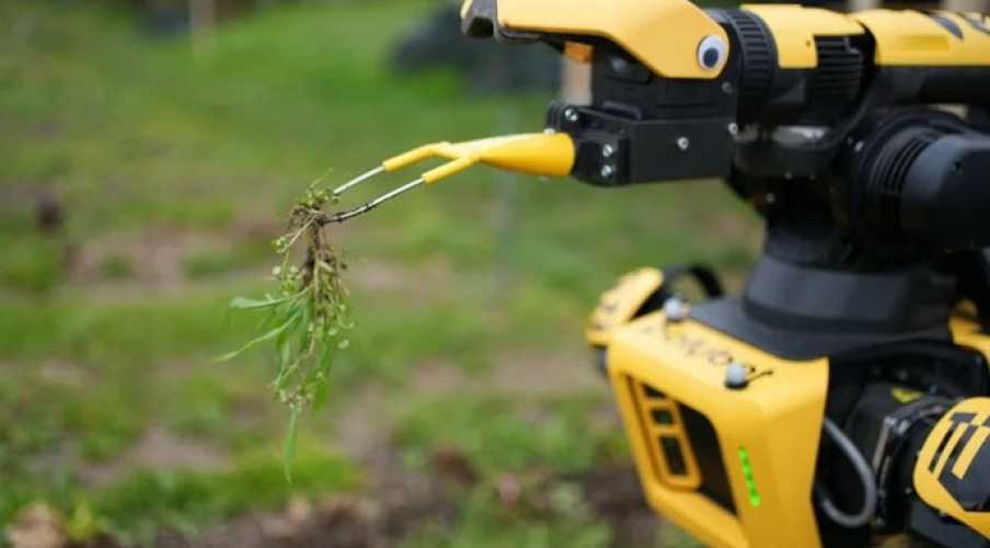 Робота для уборки овощей запускают в массовое производство