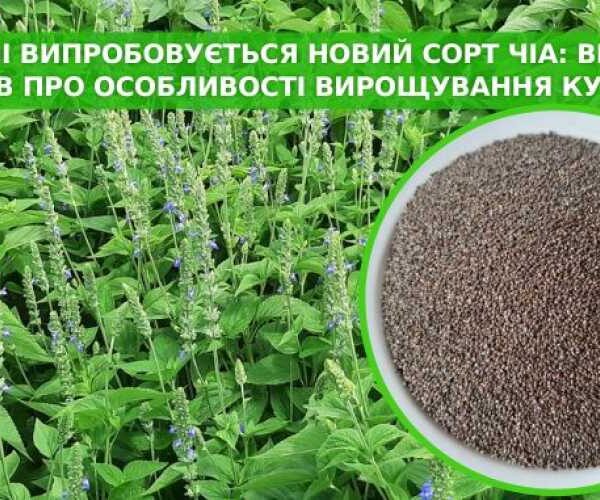Испытывается новый сорт чиа, который пригоден для выращивания в Украине