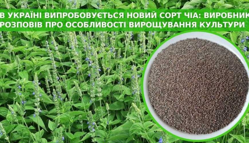 Испытывается новый сорт чиа, который…