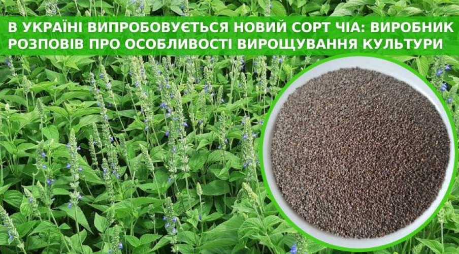 Испытывается новый сорт чиа, который пригоден для выращивания в Украине