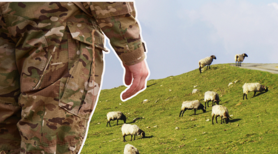 Овцеводство для ВСУ. Как отрасль может работать на оборону и реабилитацию