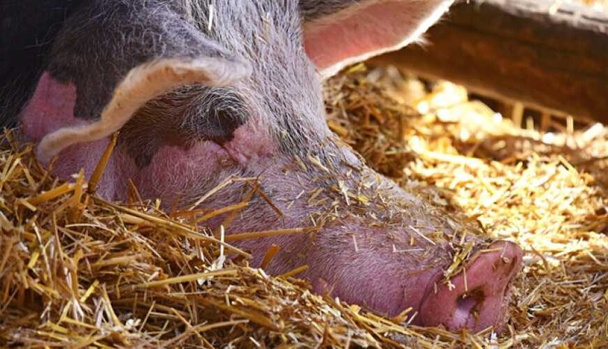 АЧС обнаружили в хозяйстве на&hellip;