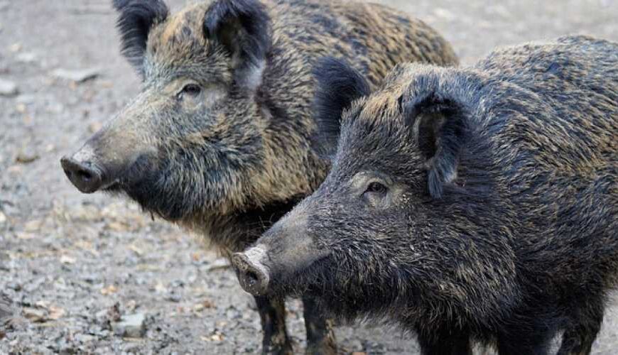 Случаи АЧС зафиксировали в двух…