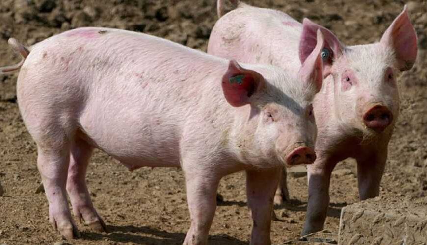 АЧС обнаружили в свинохозяйстве на&hellip;