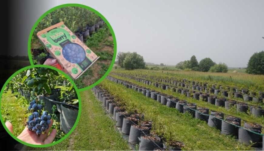 Не в землю, а в…