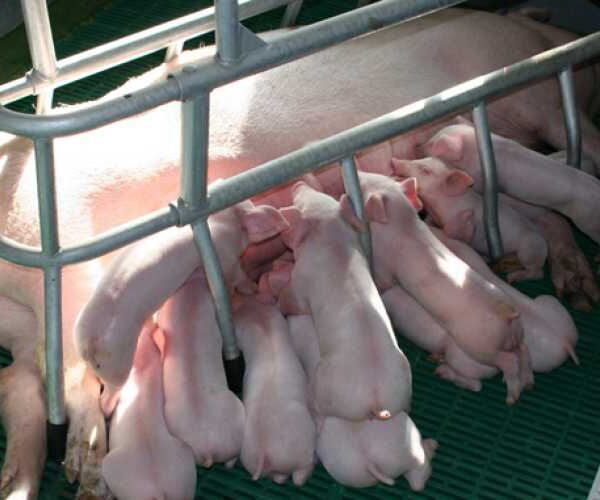 Животноводческий комплекс на Николаевщине строит репродуктор для свиноматок