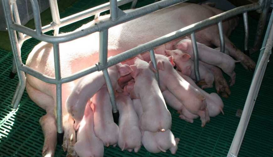 Животноводческий комплекс на Николаевщине строит…