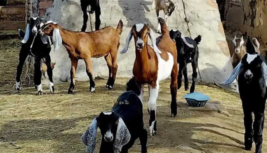 Козью ферму с Донетчины эвакуировали…