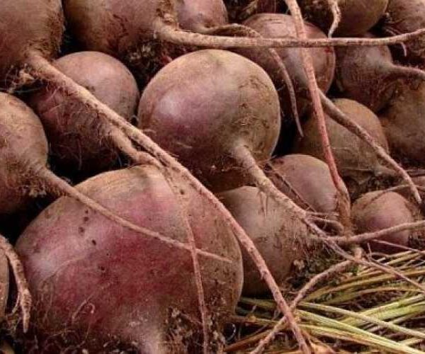 Столові буряки: ціни падати не будуть