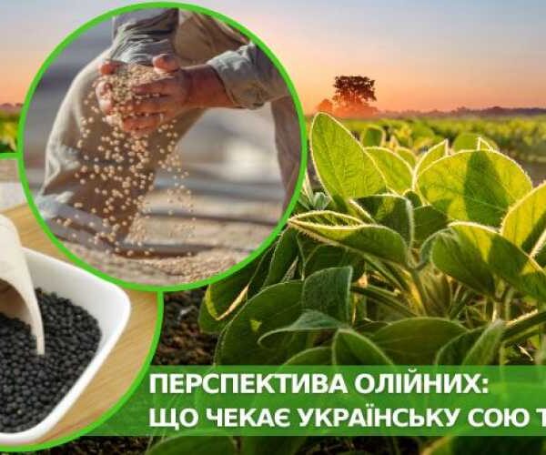 Перспективы масличных культур: угрожают ли сое и рапсу искусственные ограничения