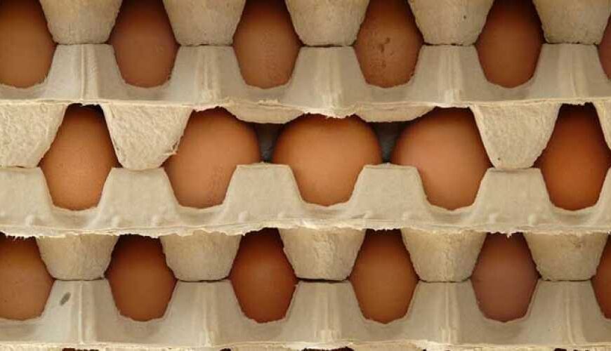 Доход от экспорта яиц из&hellip;