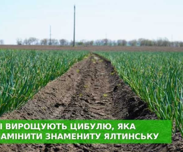 В Украине формируется луковый кластер