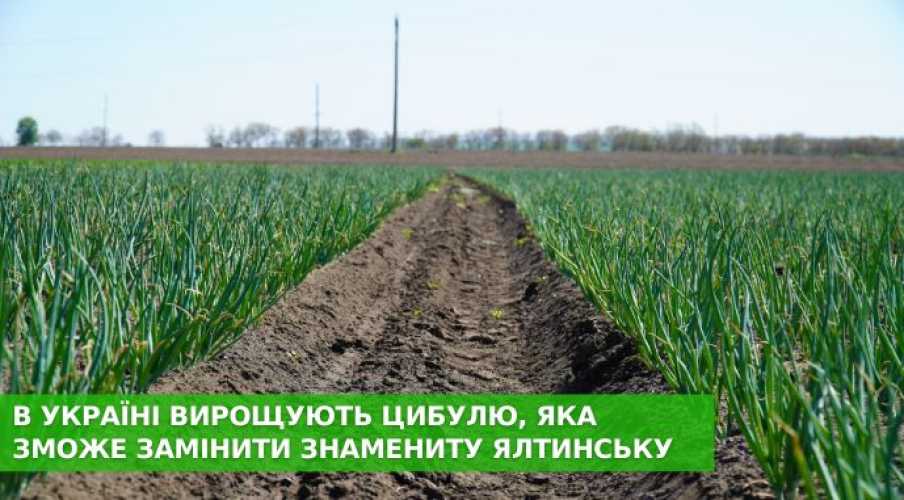 В Украине формируется луковый кластер