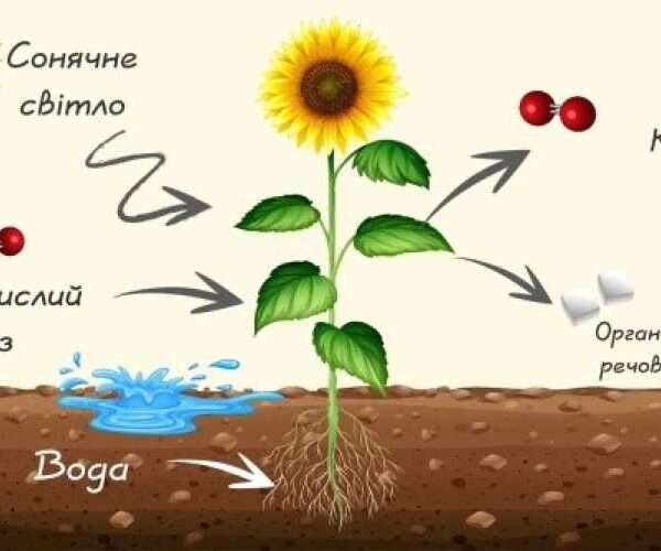 Мікропластик порушує фотосинтез